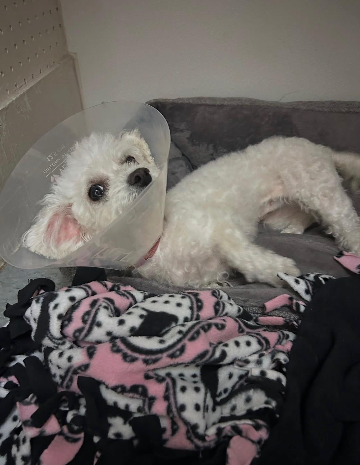 Enlarge Mindy, a ADOPTABLE Maltipoo in Gardena, CA image 3/4