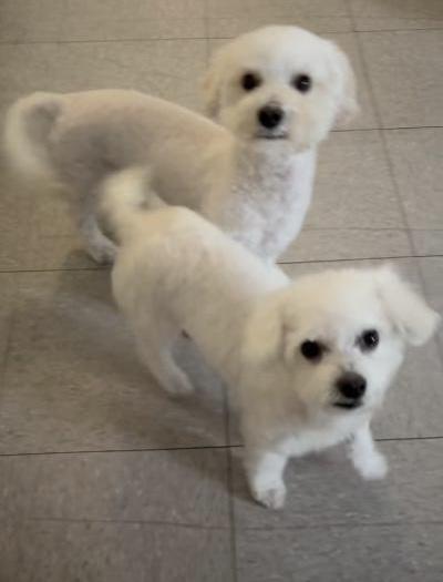 Enlarge Mindy, a ADOPTABLE Maltipoo in Gardena, CA image 4/4
