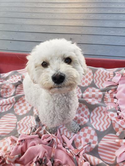 Mindy, ADOPTABLE, Young Female Maltipoo.