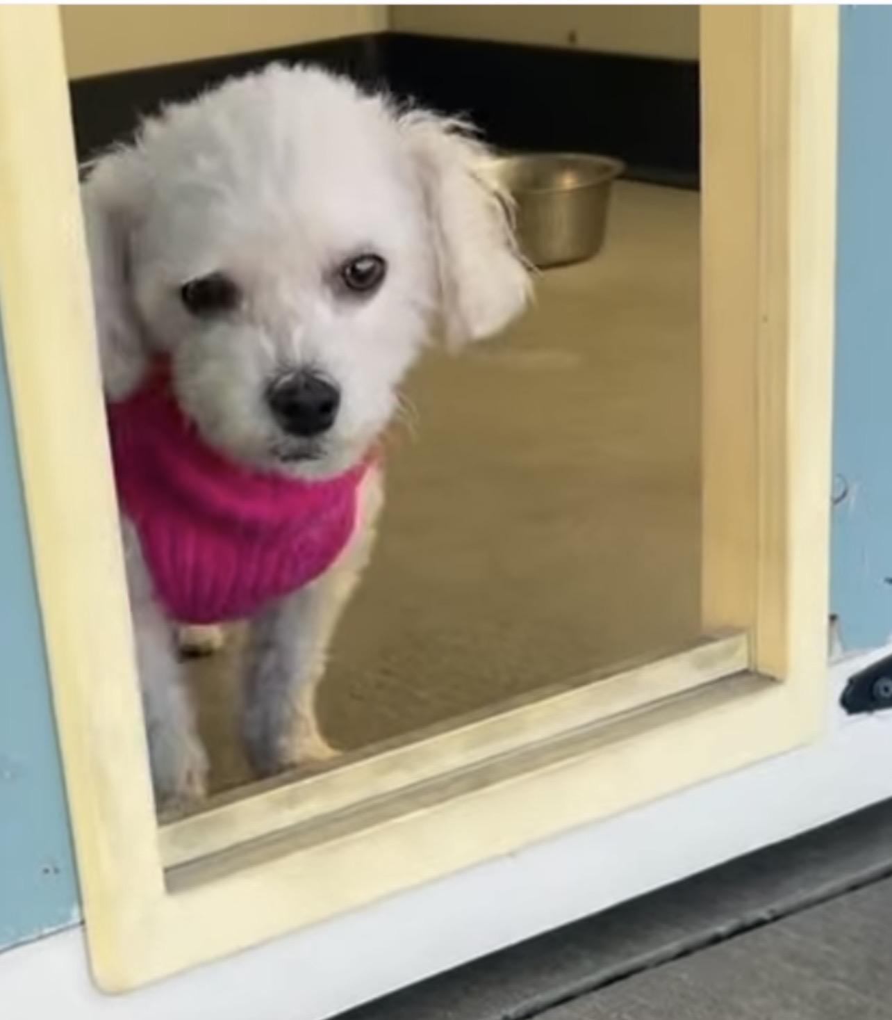 Enlarge Mindy, a ADOPTABLE Maltipoo in Gardena, CA image 1/4