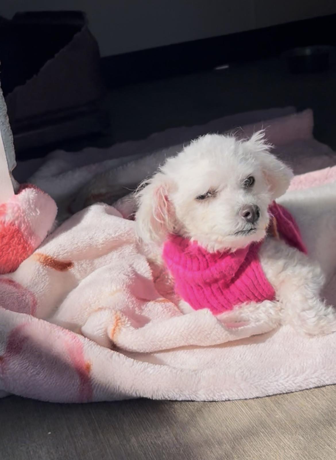 Enlarge Mindy, a ADOPTABLE Maltipoo in Gardena, CA image 4/4