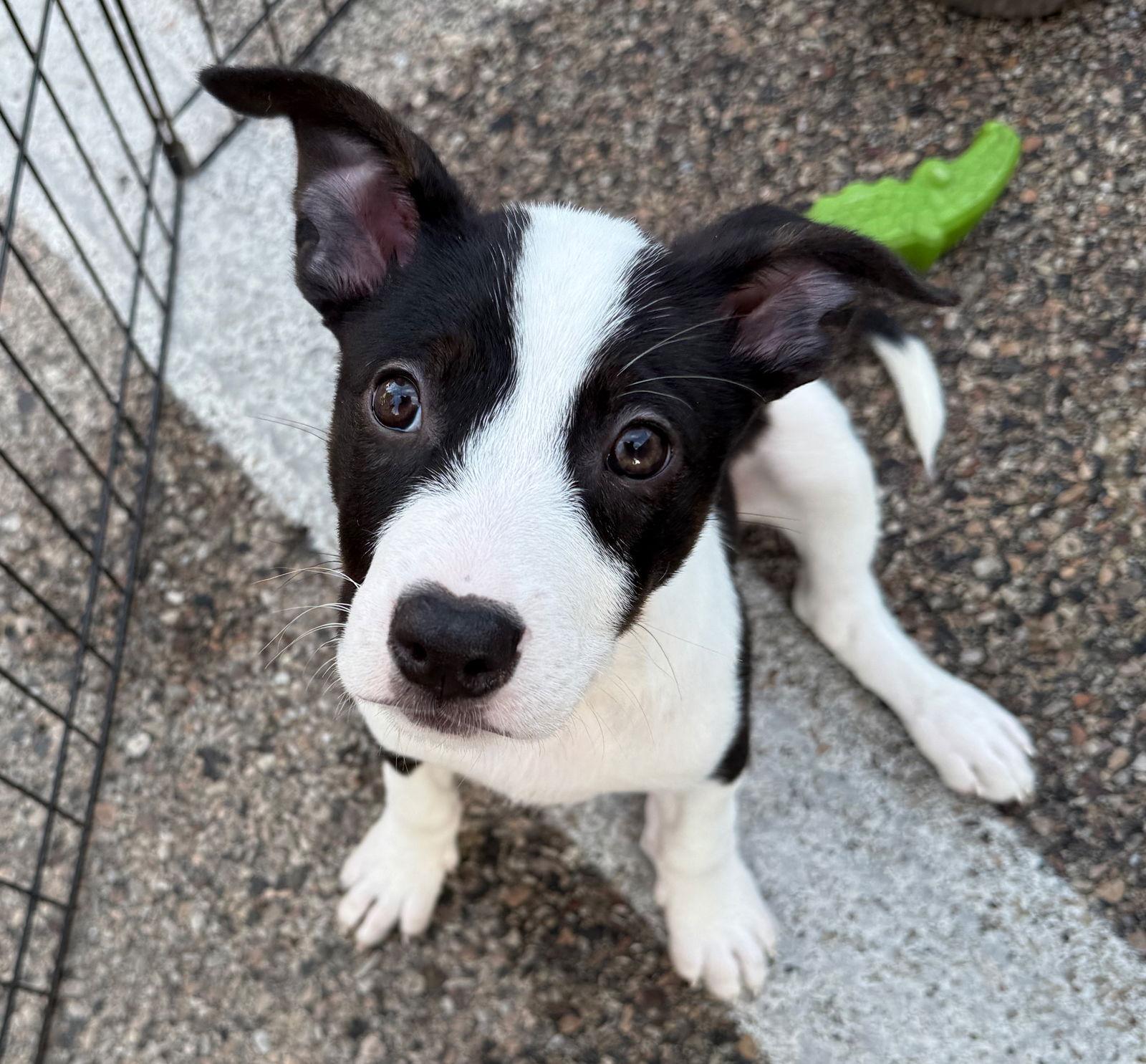 Q -  BASIL, Adopted, Puppy Female Jack Russell Terrier & Border Collie.