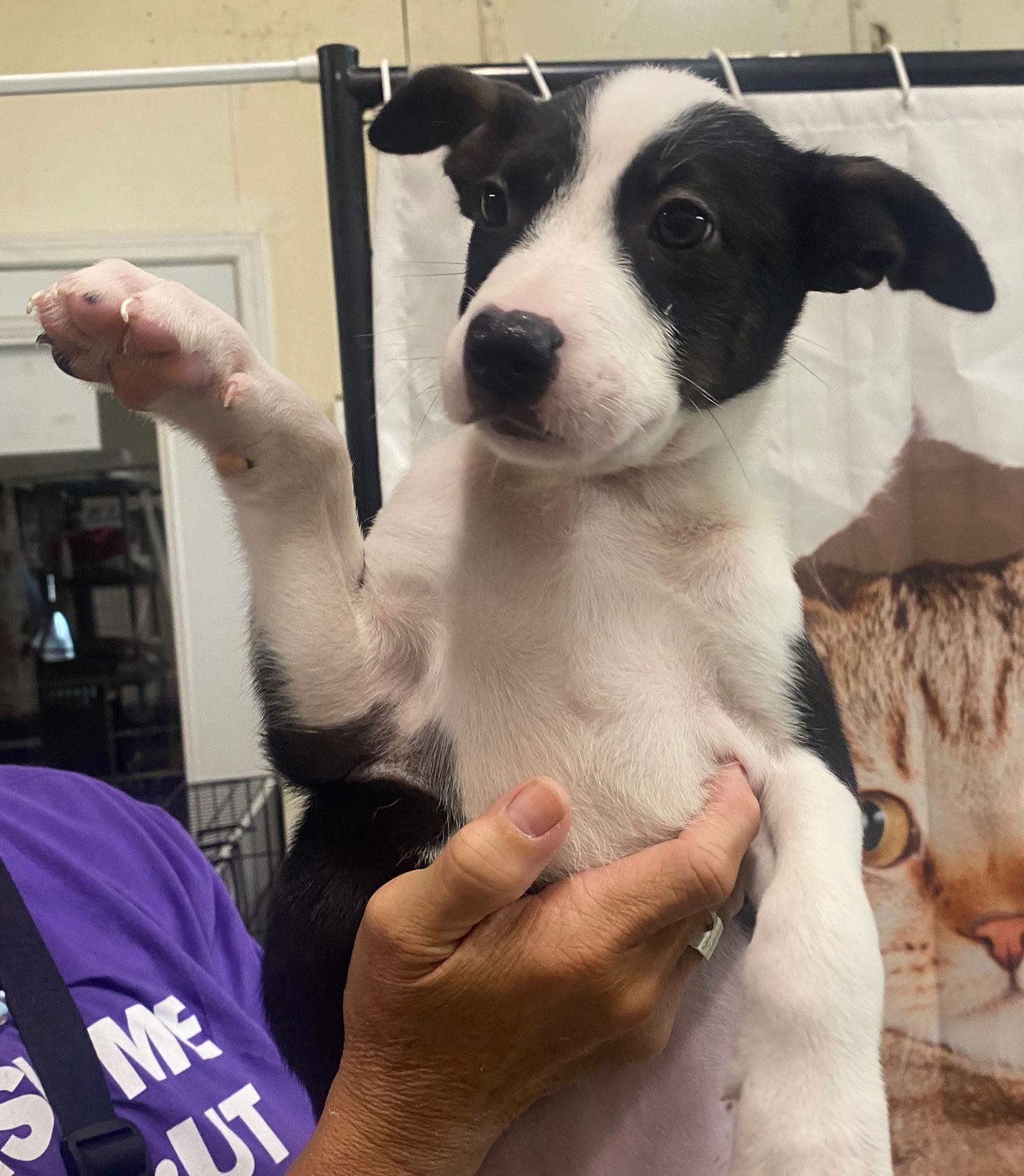 Q - BASIL, a Adopted mixed breed in GILBERTS, IL image 2/3