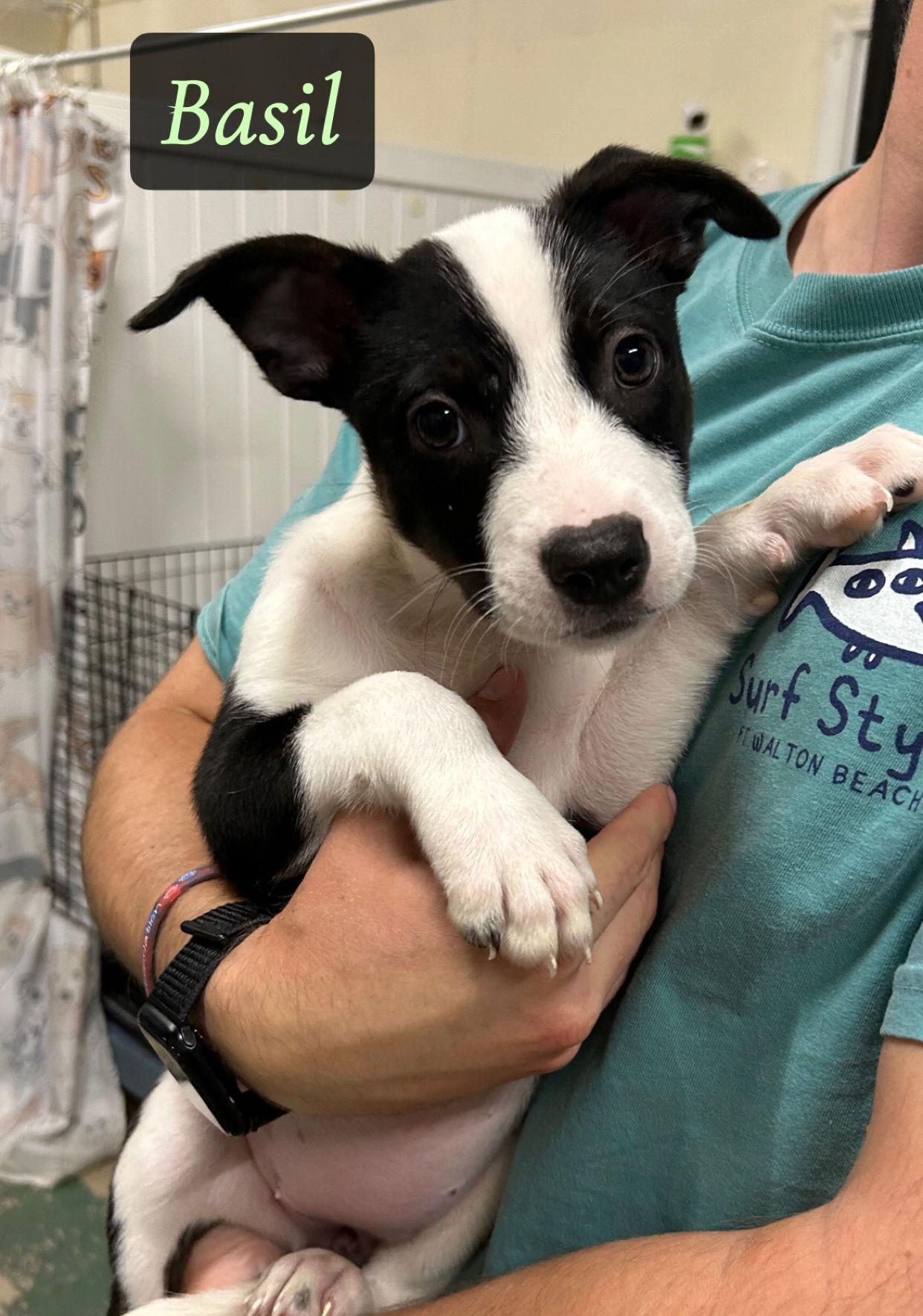 Q - BASIL, a Adopted mixed breed in GILBERTS, IL image 3/3