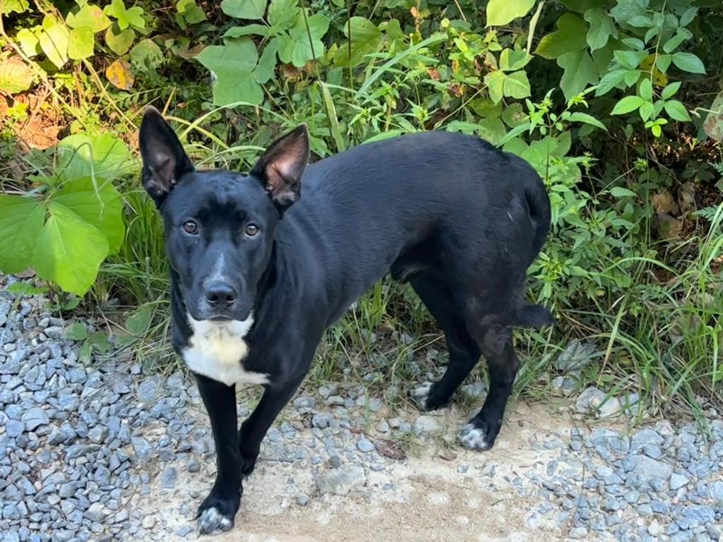 Frankie - Adoptable, Adoptable, Adult Male Shepherd.