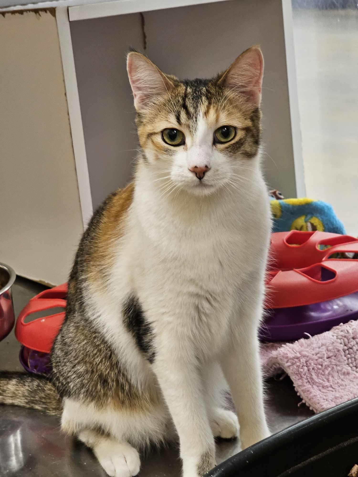 Enlarge KIRA YUKIMURA, a Adoptable mixed breed in HEMET, CA image 5/6