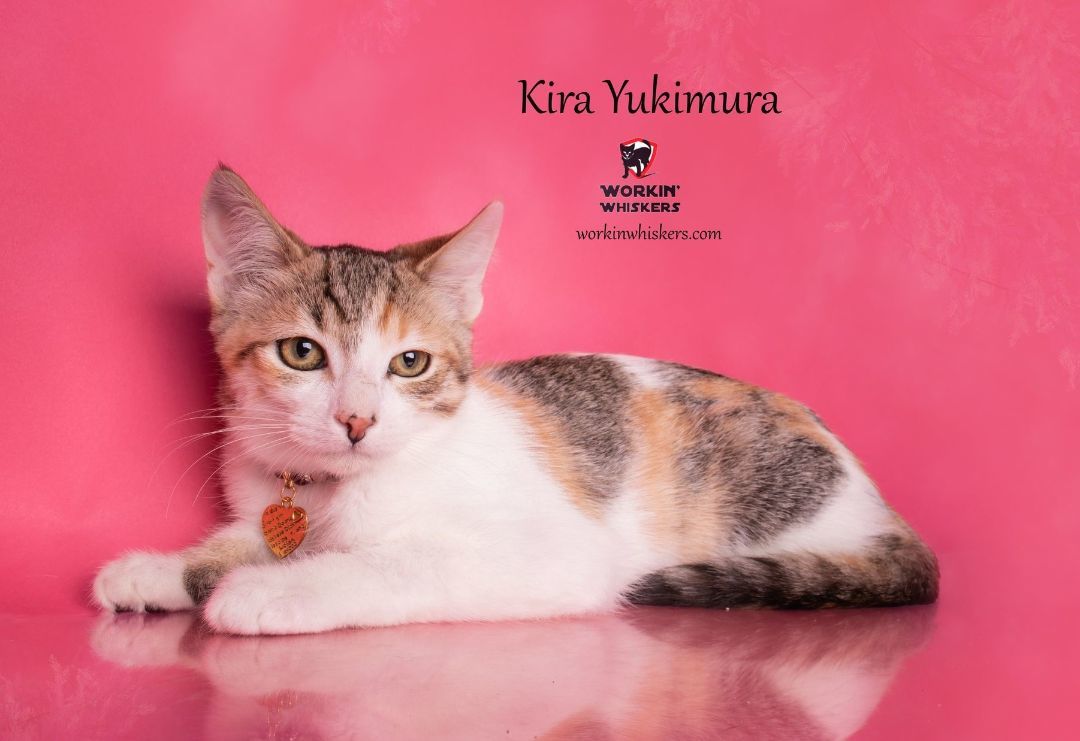 KIRA YUKIMURA photo 5