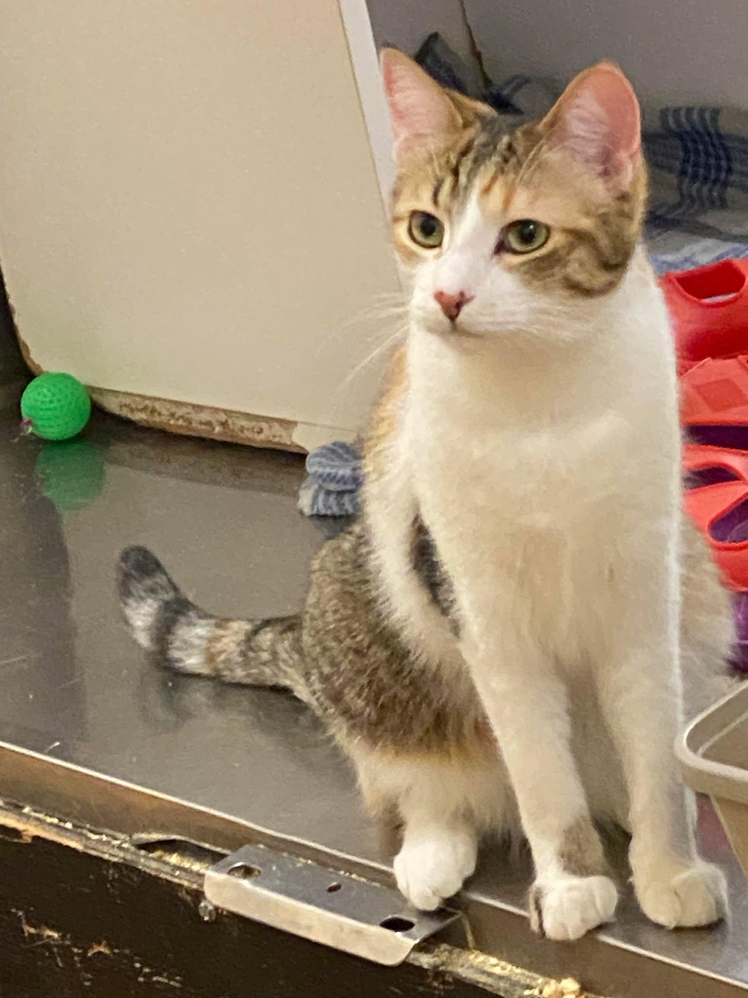 Enlarge KIRA YUKIMURA, a Adoptable mixed breed in HEMET, CA image 2/6