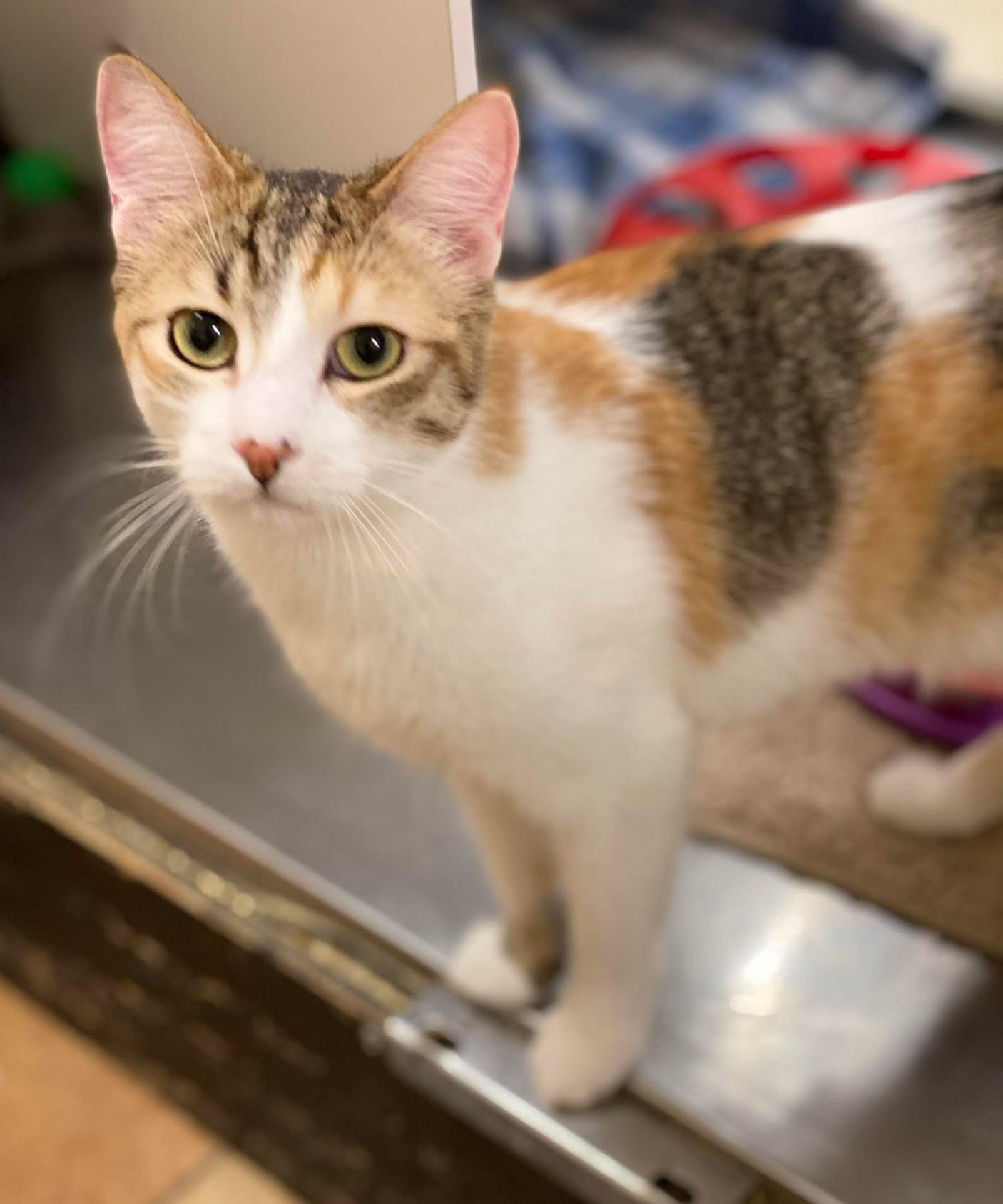 Enlarge KIRA YUKIMURA, a Adoptable mixed breed in HEMET, CA image 3/6