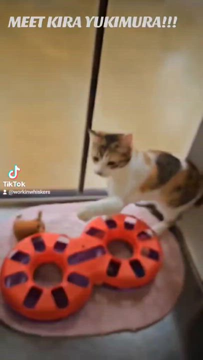 Enlarge KIRA YUKIMURA, a Adoptable mixed breed in HEMET, CA video 6/6