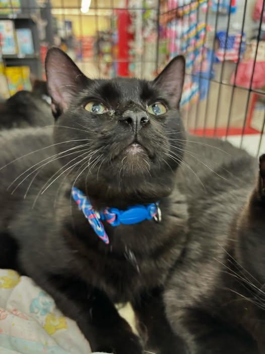 Arnold, Adoptable, Kitten Male Domestic Short Hair & Domestic Long Hair.
