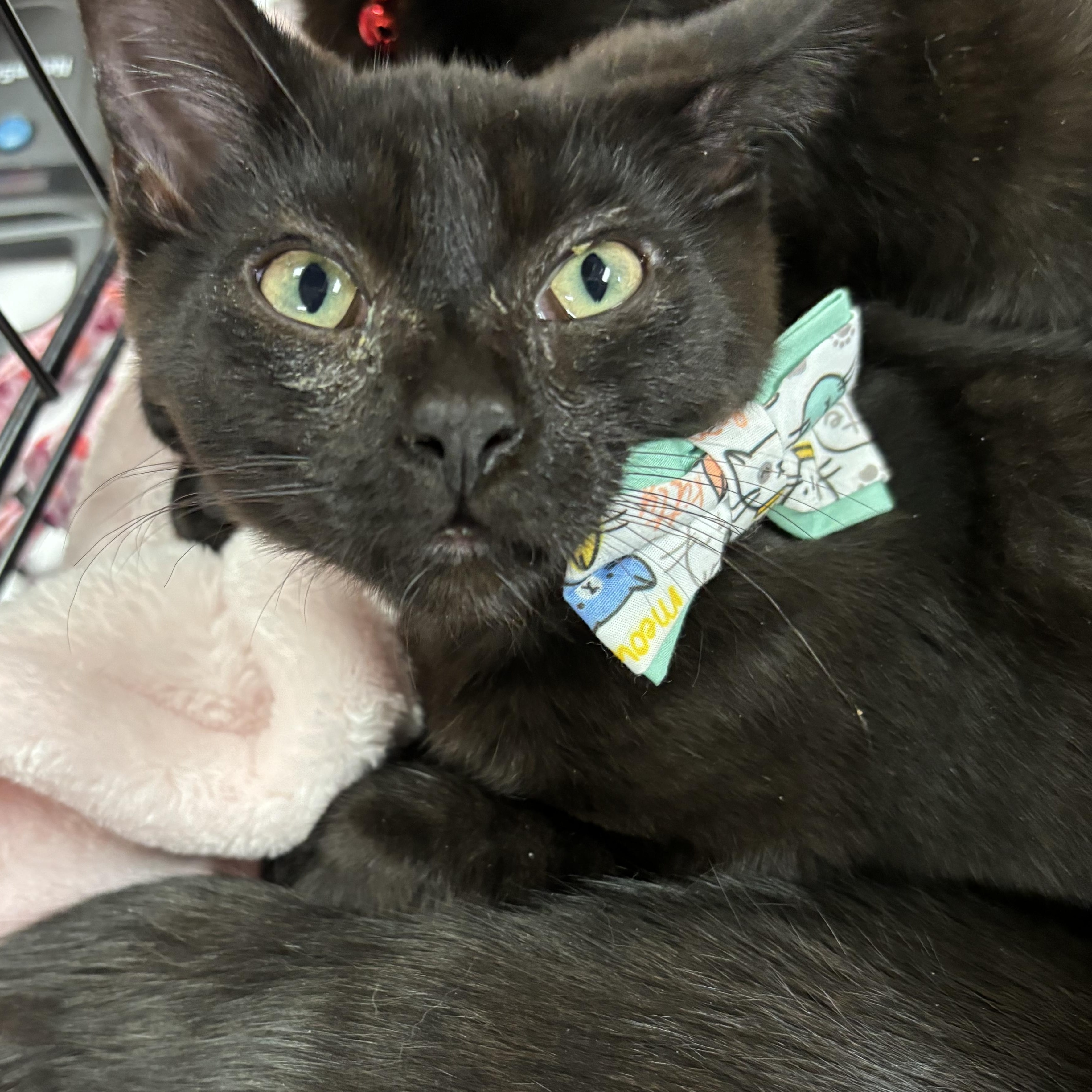 Enlarge Arnold, a Adoptable mixed breed in Omaha, NE image 2/3