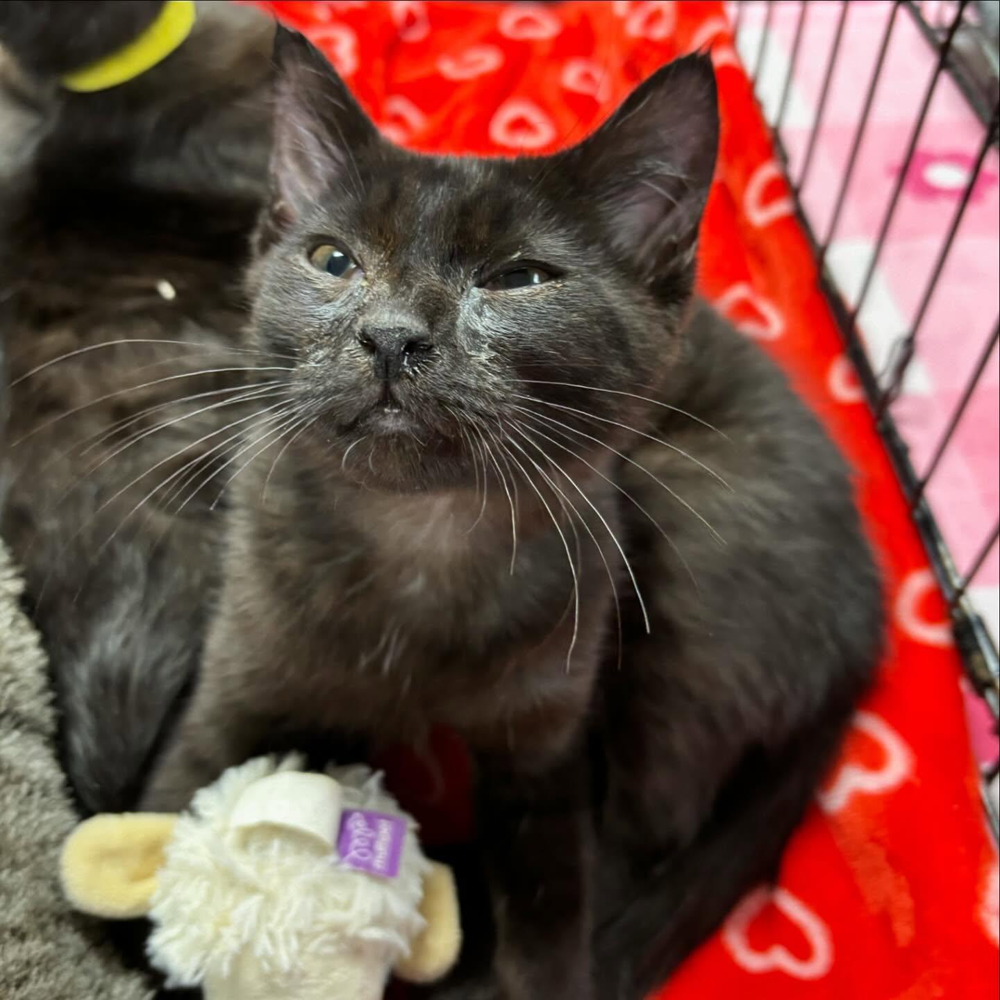 Enlarge Arnold, a Adoptable mixed breed in Omaha, NE image 3/3