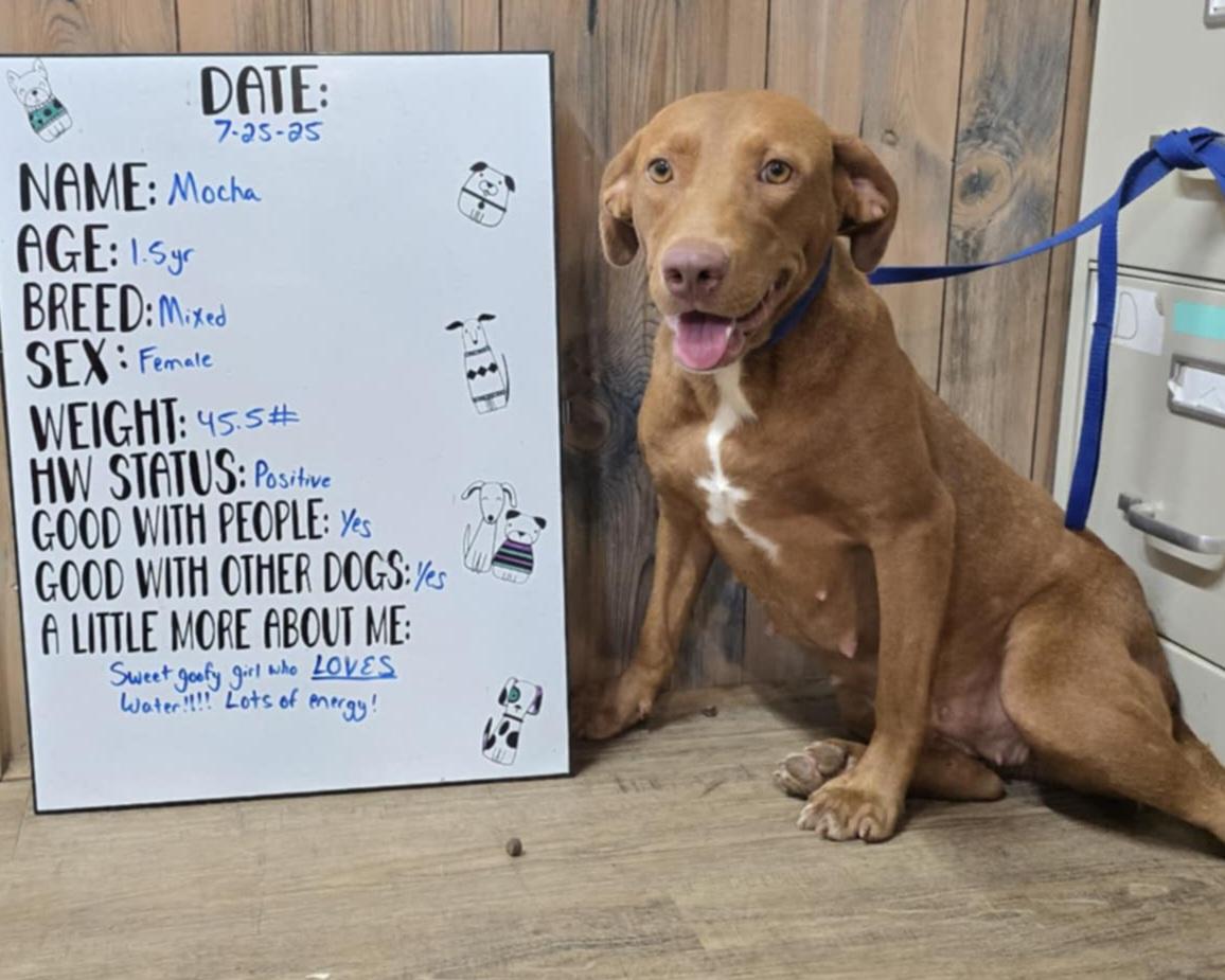 Mocha, Adoptable, Young Female Chocolate Labrador Retriever.