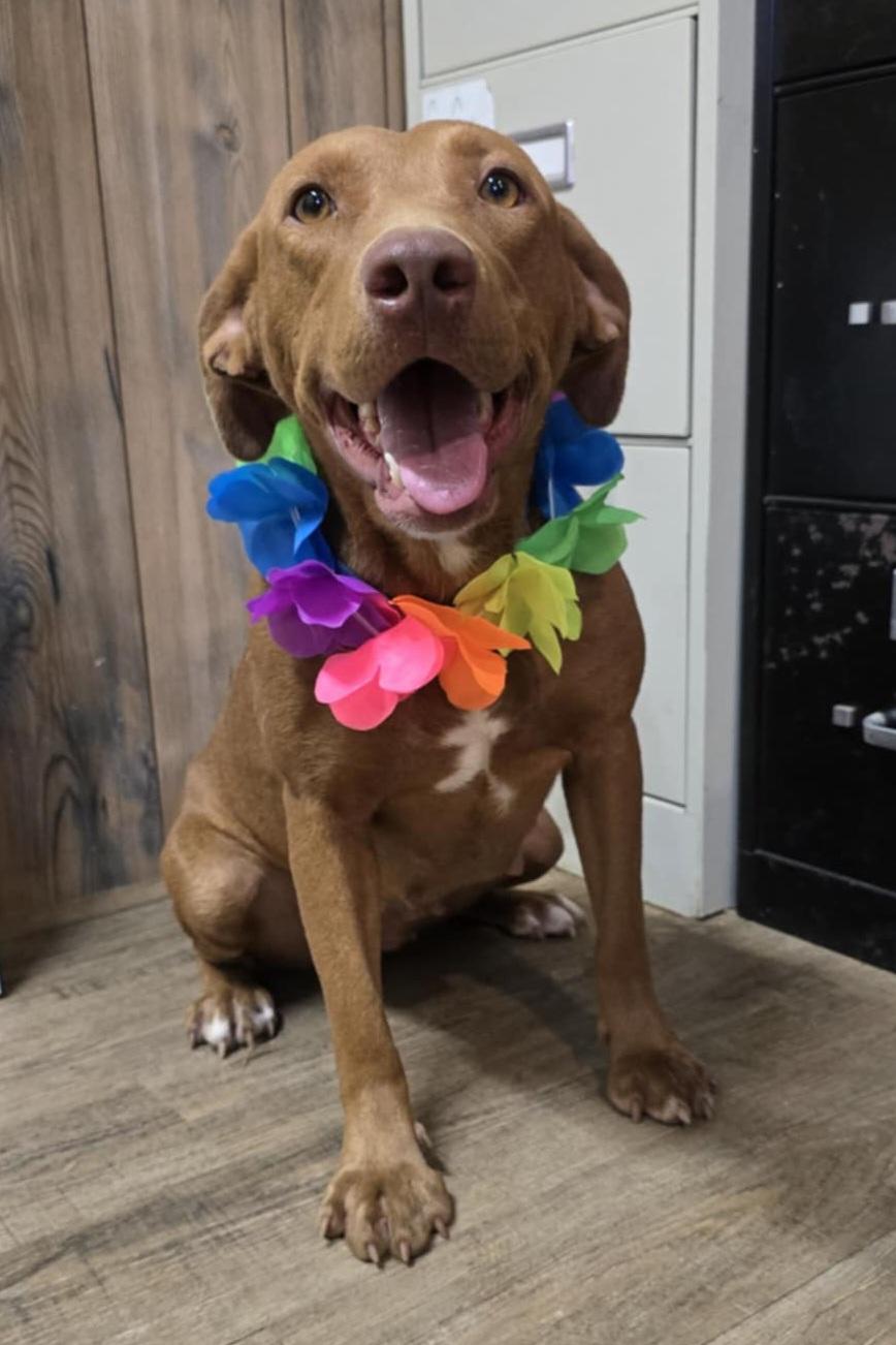 Mocha, a Adoptable mixed breed in Camden, AR image 2/2