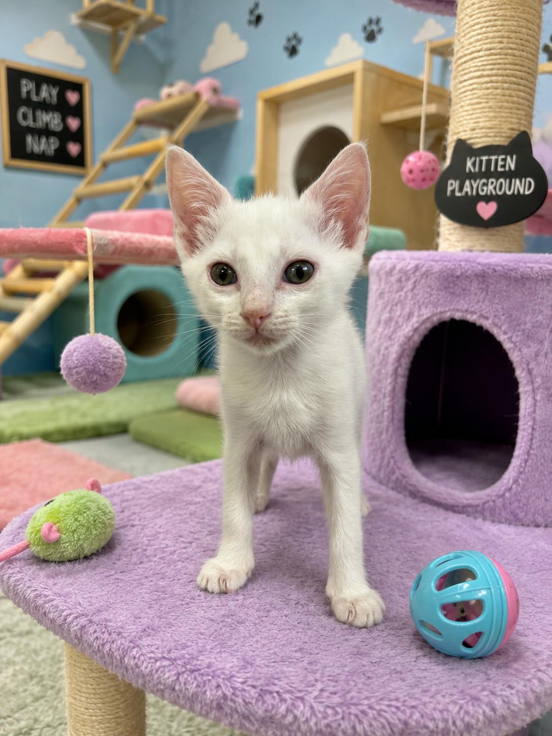 Ziggy *, Adoptable, Kitten Male Domestic Short Hair.