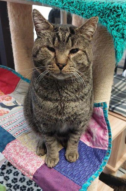 Quinn (FIV & Leuk +)