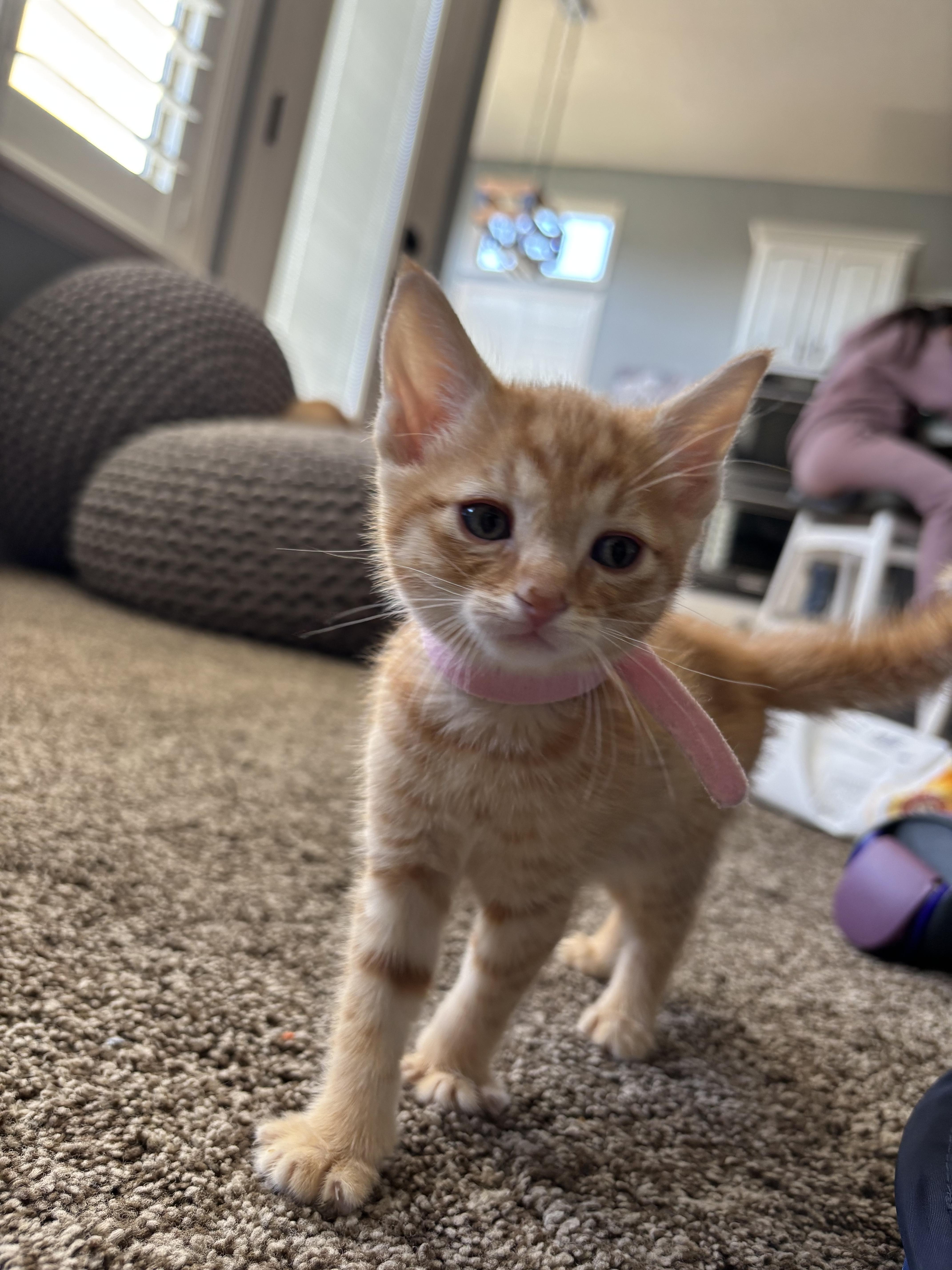 Velveeta, Adoptable, Kitten Female Domestic Short Hair.