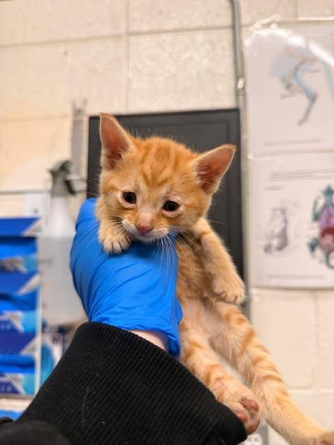 Enlarge Velveeta, a Adoptable Domestic Short Hair in Fruit Heights, UT image 2/4