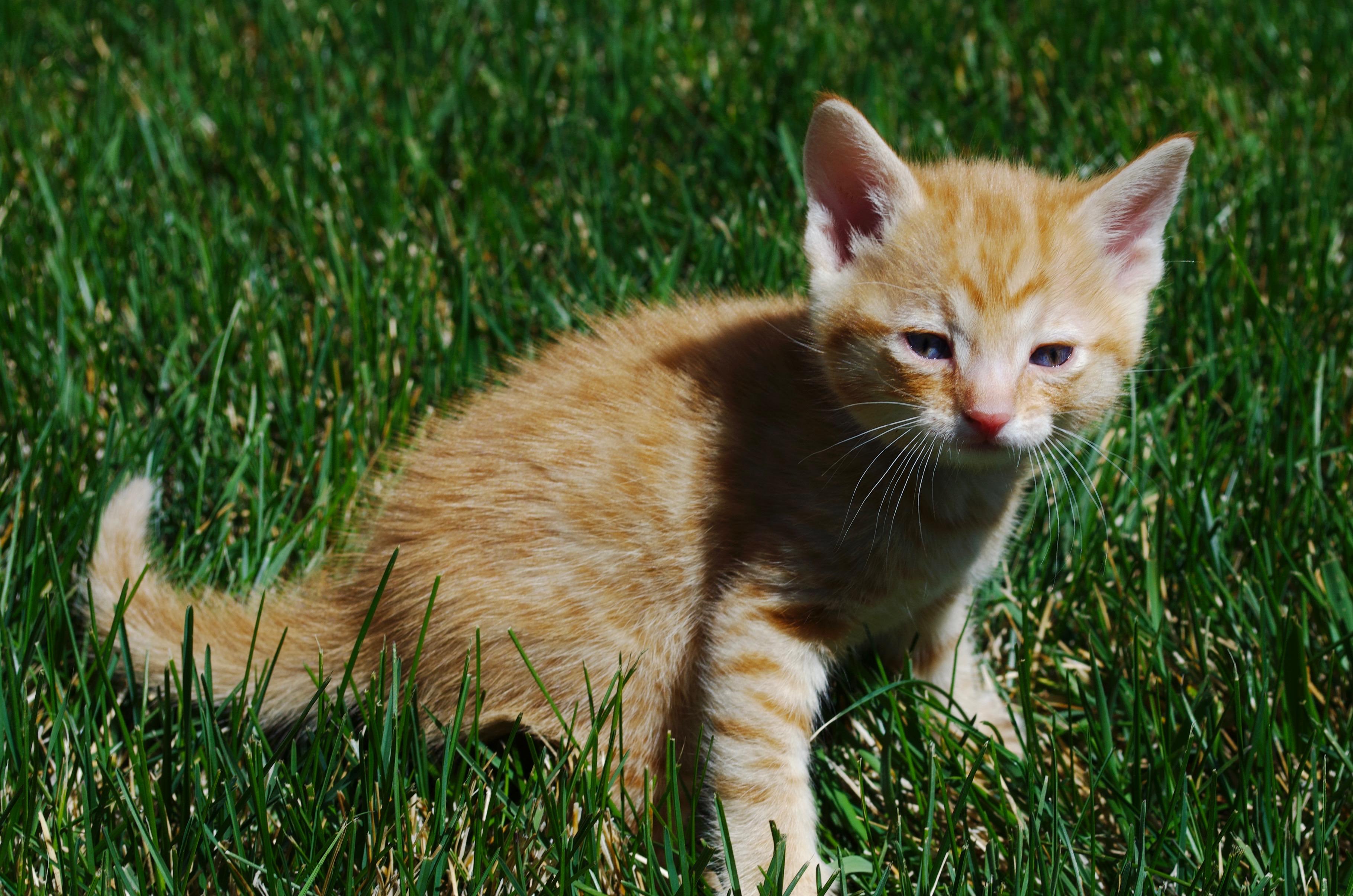 Enlarge Velveeta, a Adoptable Domestic Short Hair in Fruit Heights, UT image 3/4