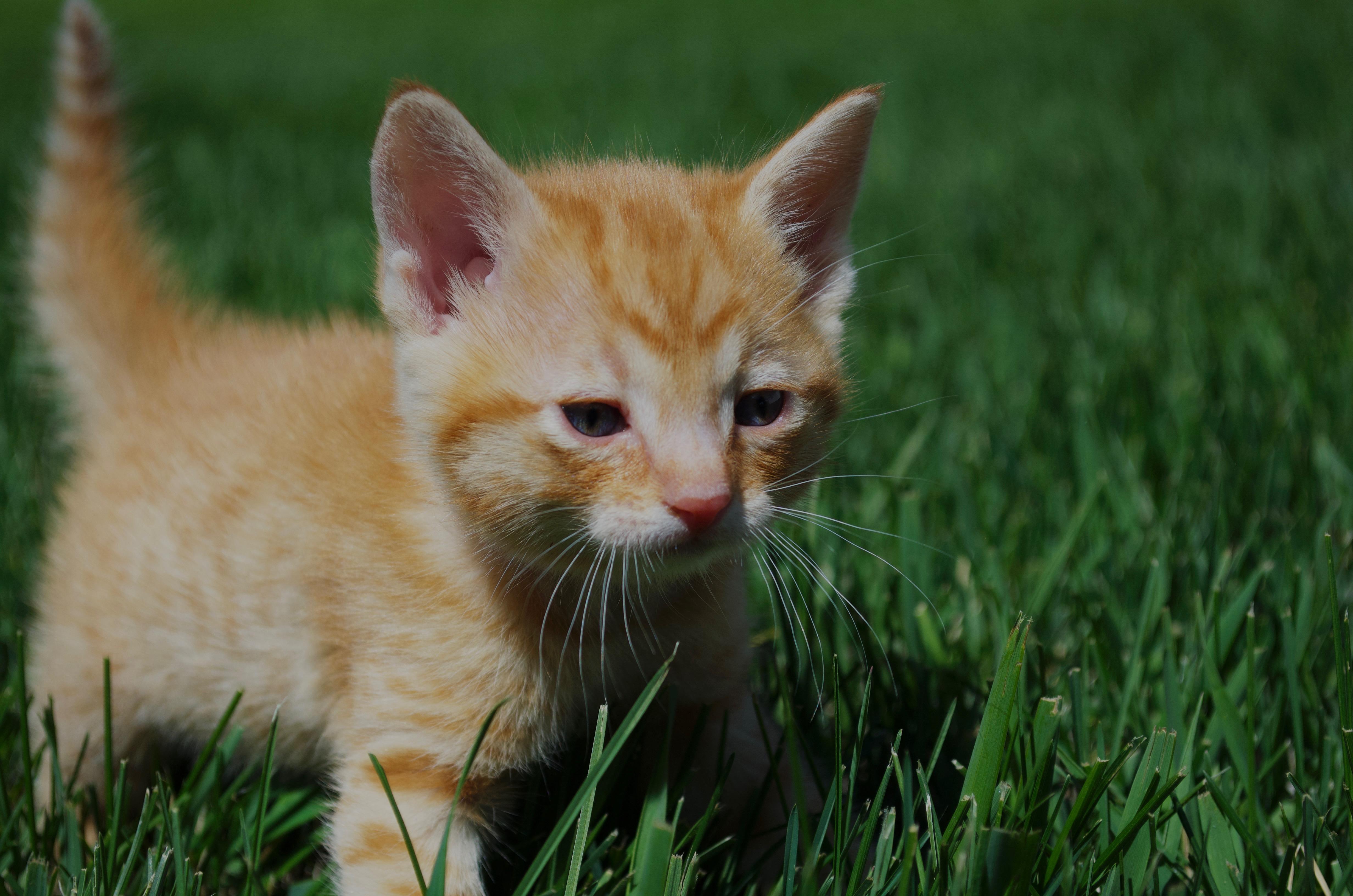 Enlarge Velveeta, a Adoptable Domestic Short Hair in Fruit Heights, UT image 4/4