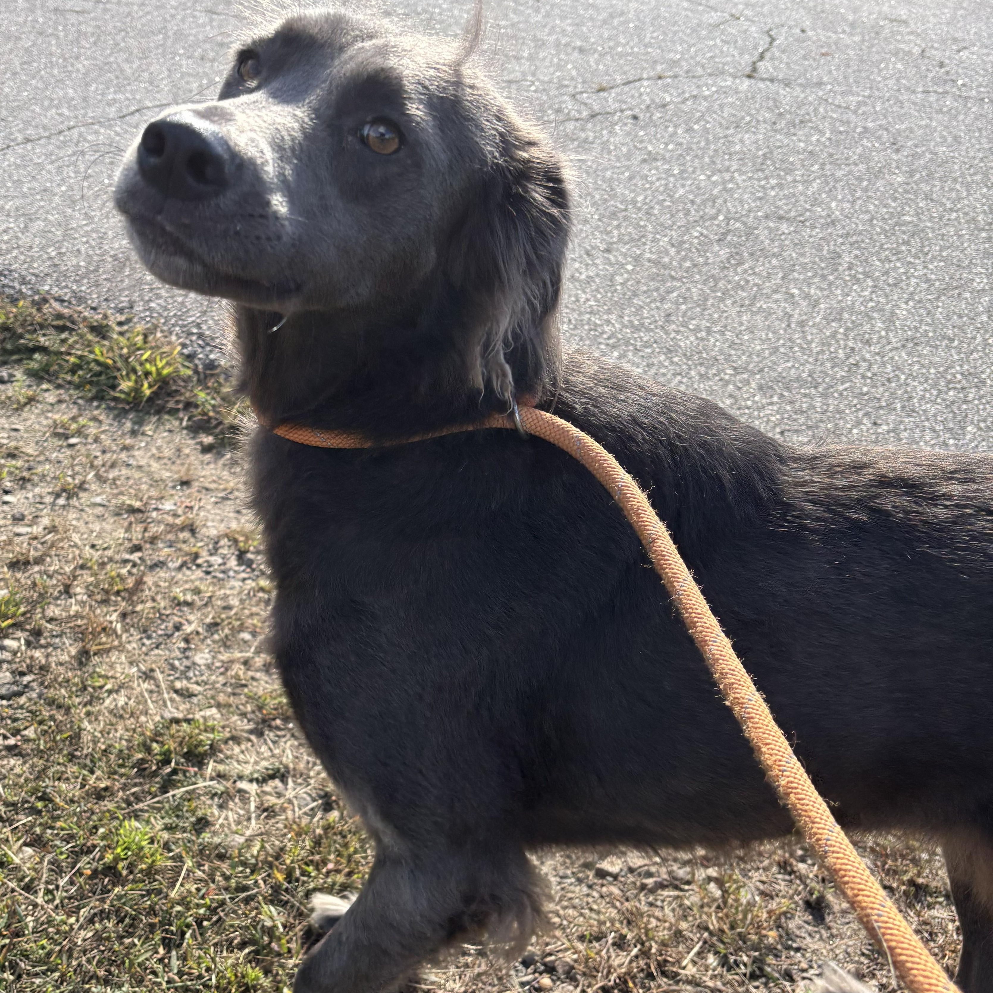 Enlarge Simone, a Adoptable mixed breed in Franklin, NC image 4/4