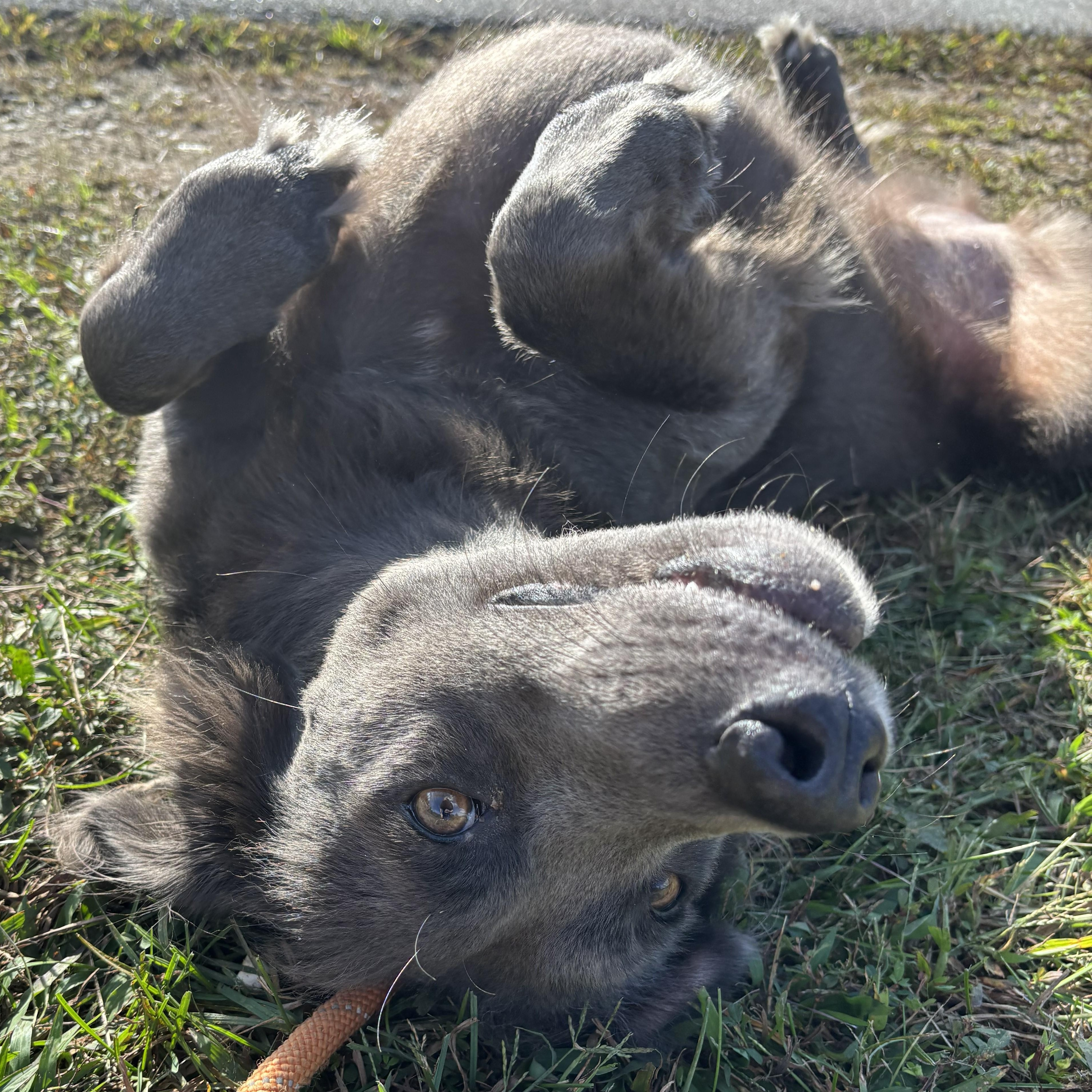 Enlarge Simone, a Adoptable mixed breed in Franklin, NC image 3/4