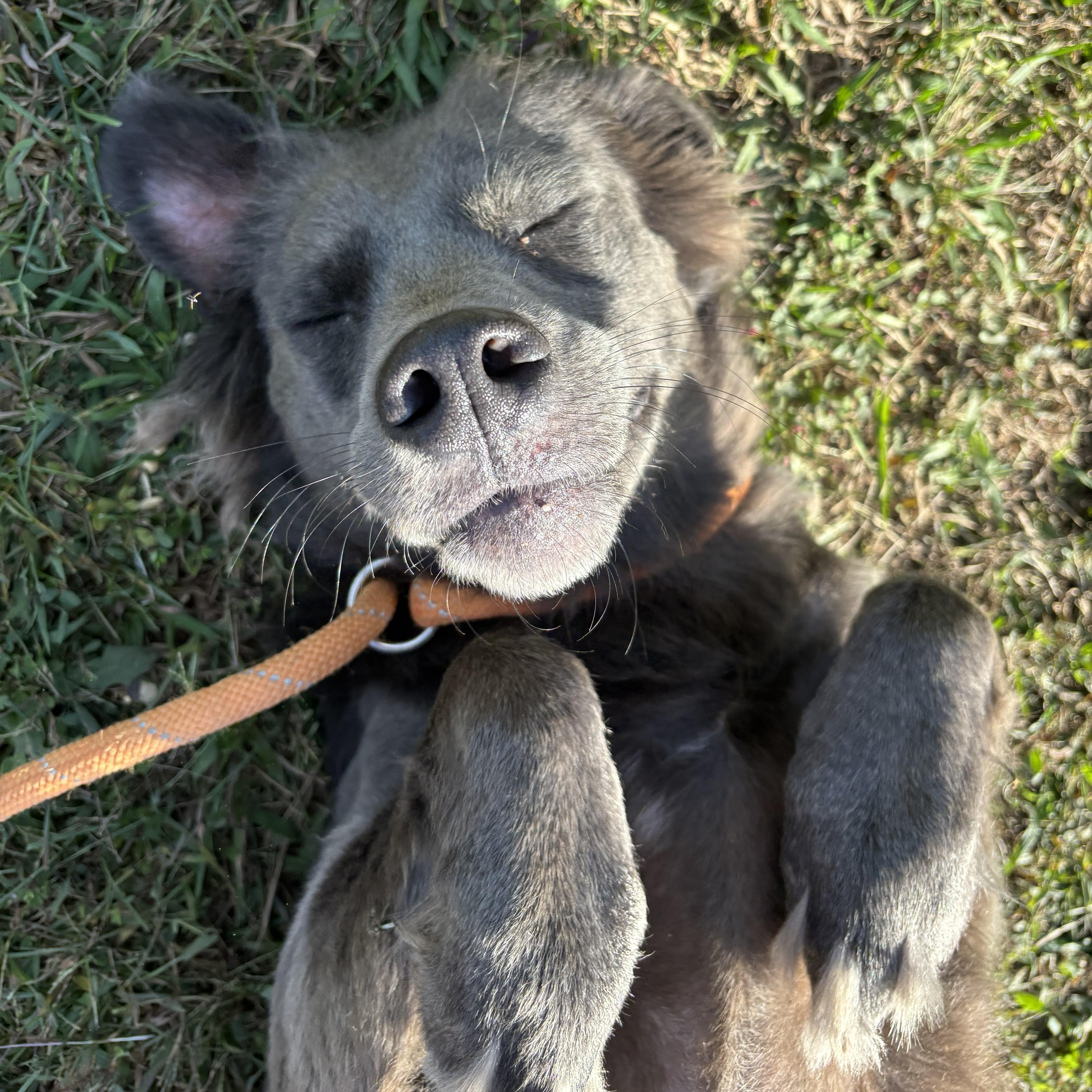 Enlarge Simone, a Adoptable mixed breed in Franklin, NC image 2/4