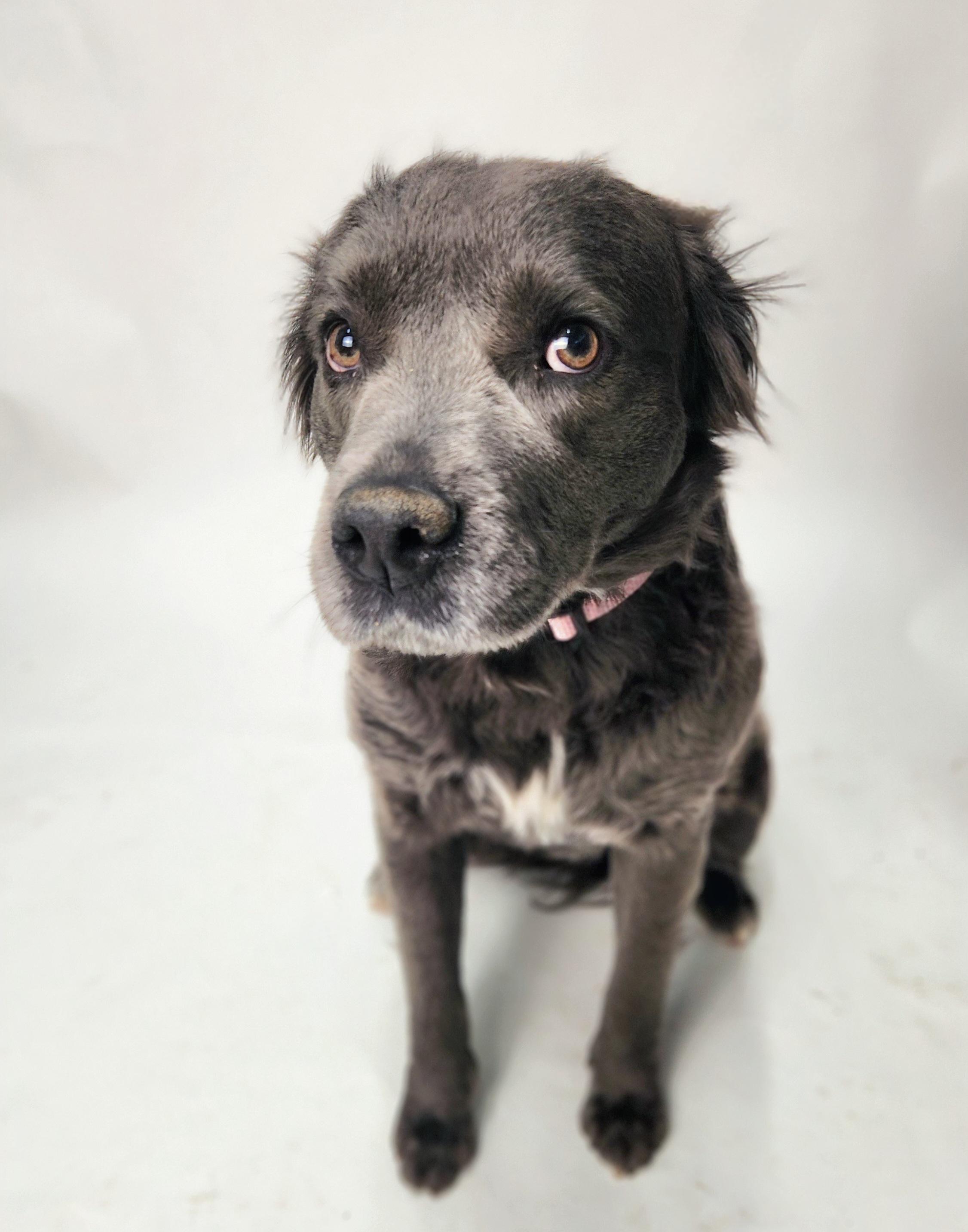 Enlarge Simone, a Adoptable mixed breed in Franklin, NC image 1/4