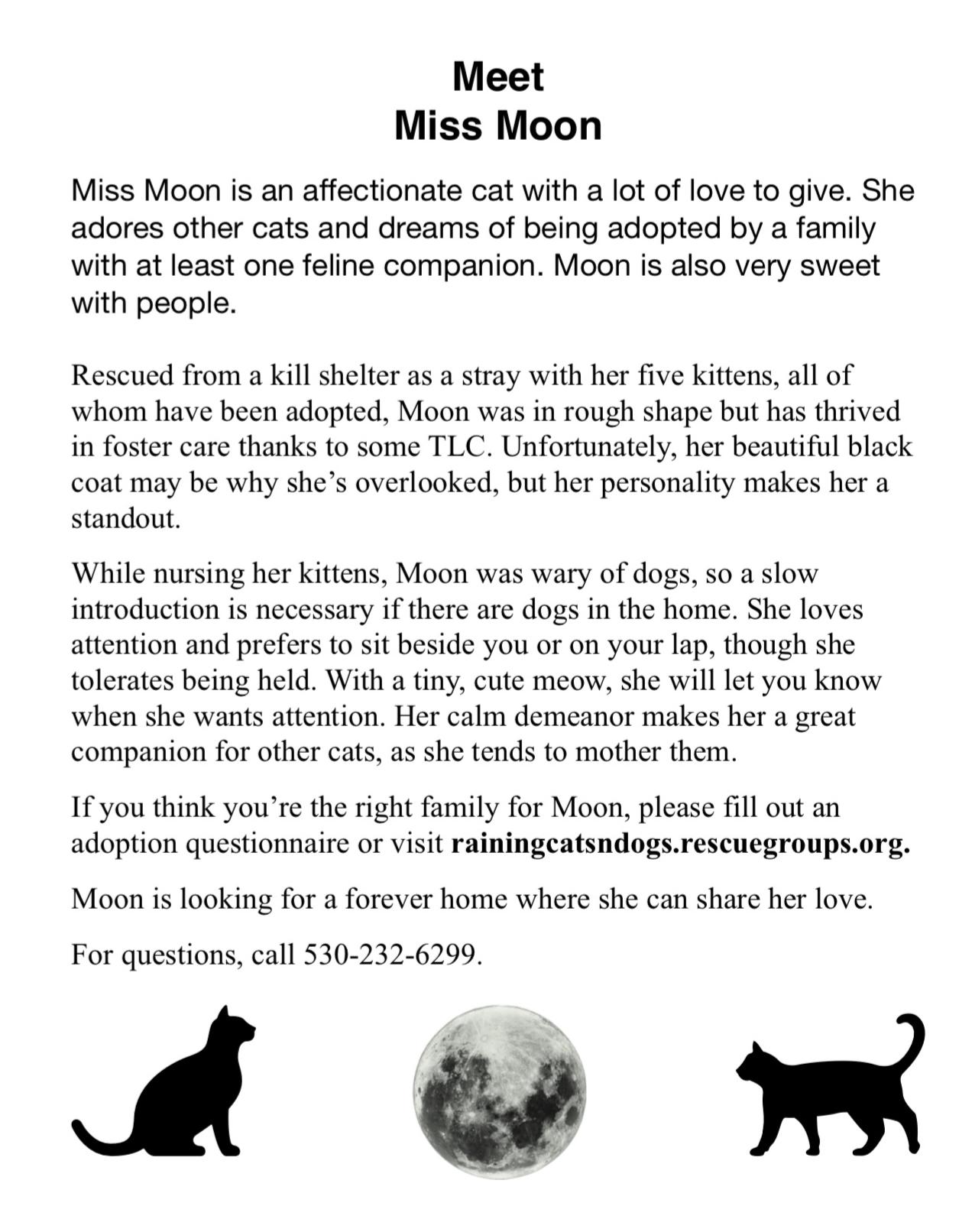 Enlarge Moon, a Adoptable mixed breed in Redding, CA image 1/3