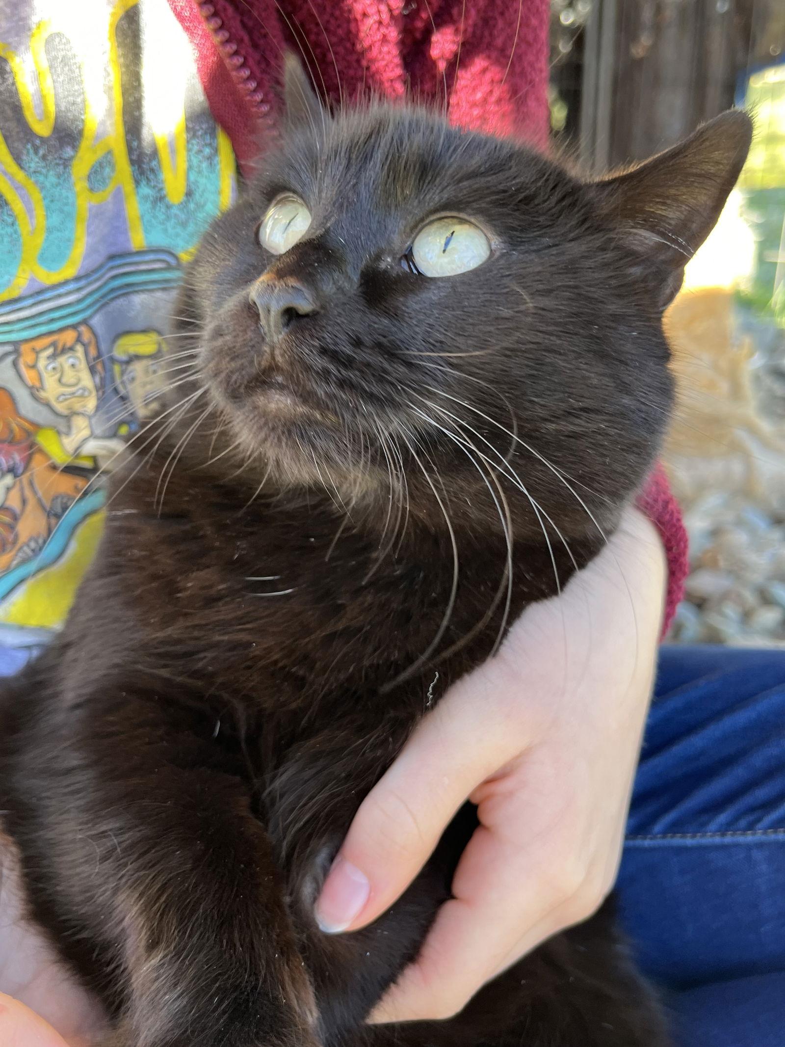 Enlarge Moon, a Adoptable mixed breed in Redding, CA image 3/3