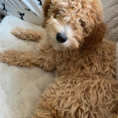 Enlarge BERNIE-KANSAS, a Adoptable Goldendoodle in Wamego, KS image 2/4