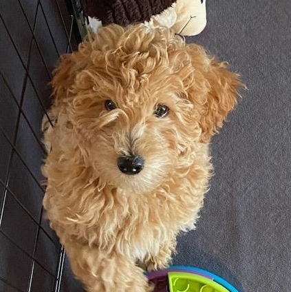 BERNIE-KANSAS, Adoptable, Puppy Female Goldendoodle.