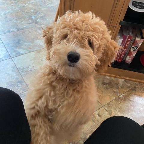 Enlarge BERNIE-KANSAS, a Adoptable Goldendoodle in Wamego, KS image 4/4