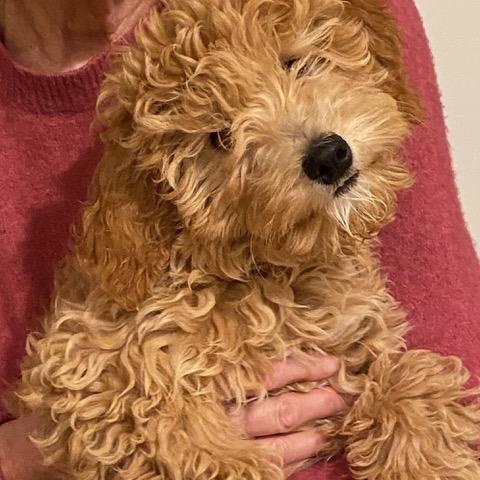 Enlarge BERNIE-KANSAS, a Adoptable Goldendoodle in Wamego, KS image 3/4