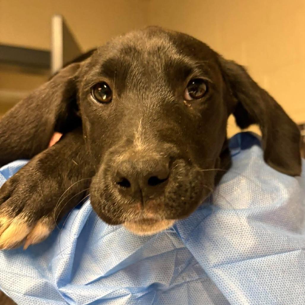 Luke, Adoptable, Puppy Male Mixed Breed.
