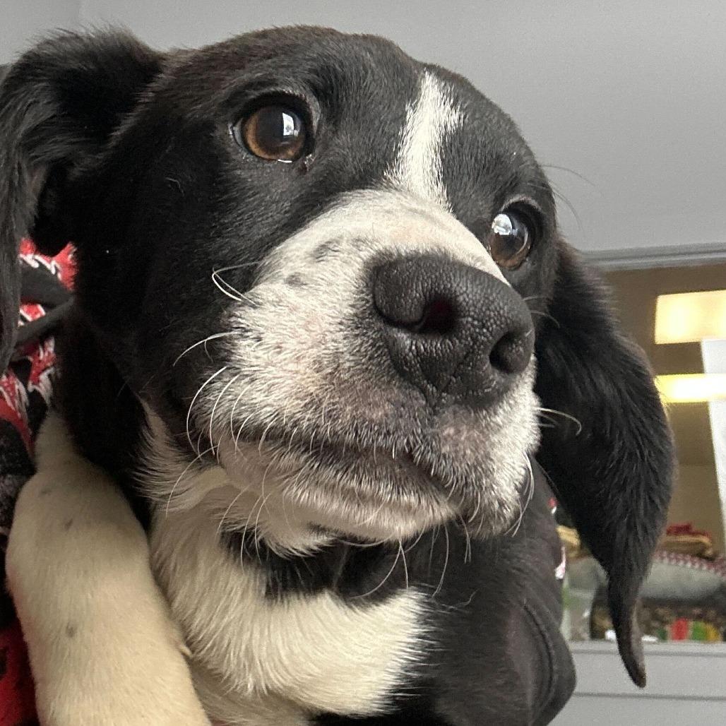 Enlarge Alastair, a Adoptable Mixed Breed in Oak Hill, WV image 1/1