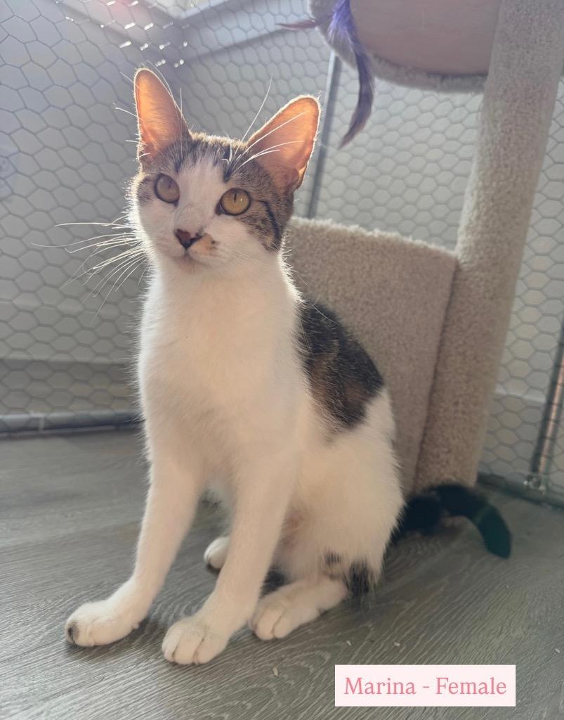 Marina, Adoptable, Young Female Tabby.