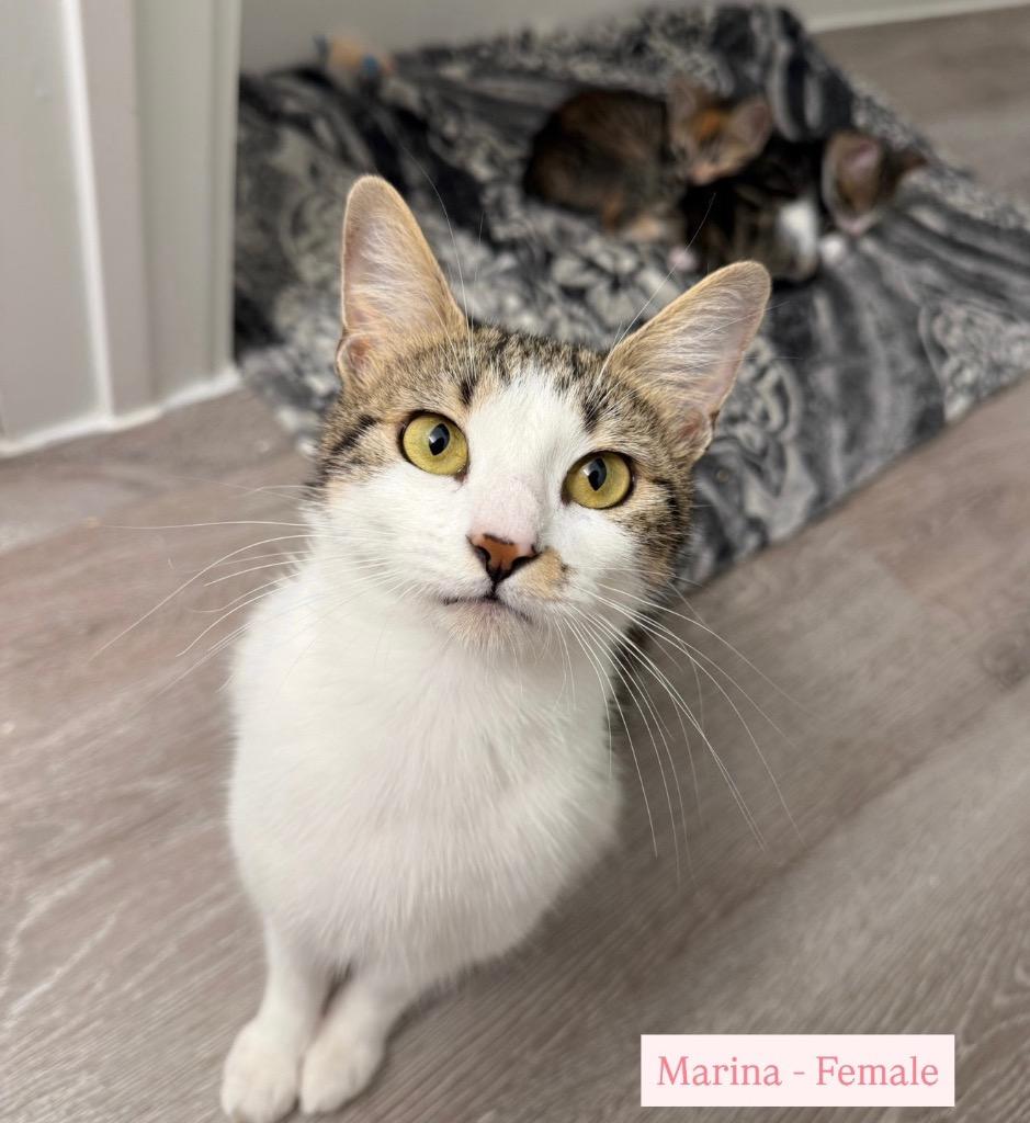 Enlarge Marina, a Adoptable Tabby in San Antonio, TX image 2/3
