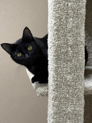 Great, Adoptable, Adult Female Domestic Short Hair & Domestic Short Hair.