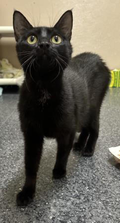 Enlarge Great, a Adoptable mixed breed in Roseville, CA image 2/2