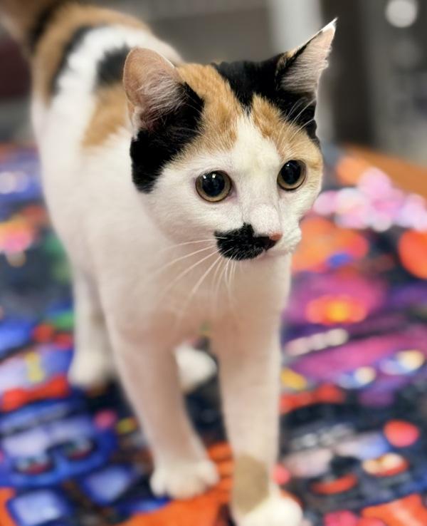 Enlarge Citronelle, a Adoptable mixed breed in Canton, GA image 1/2