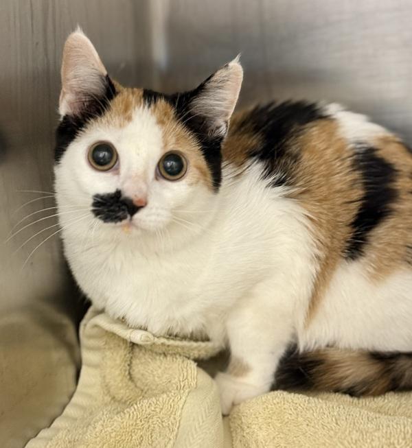 Enlarge Citronelle, a Adoptable mixed breed in Canton, GA image 2/2