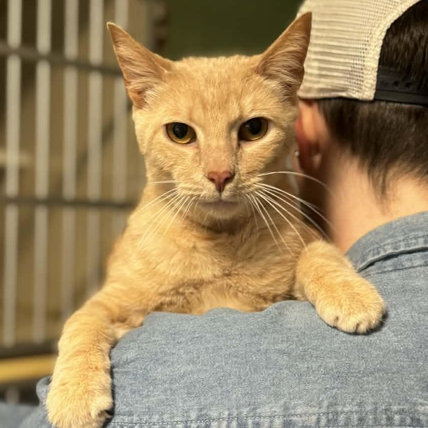 Enlarge Simba, an adoptable Tabby in Shippenville, PA image 2/6