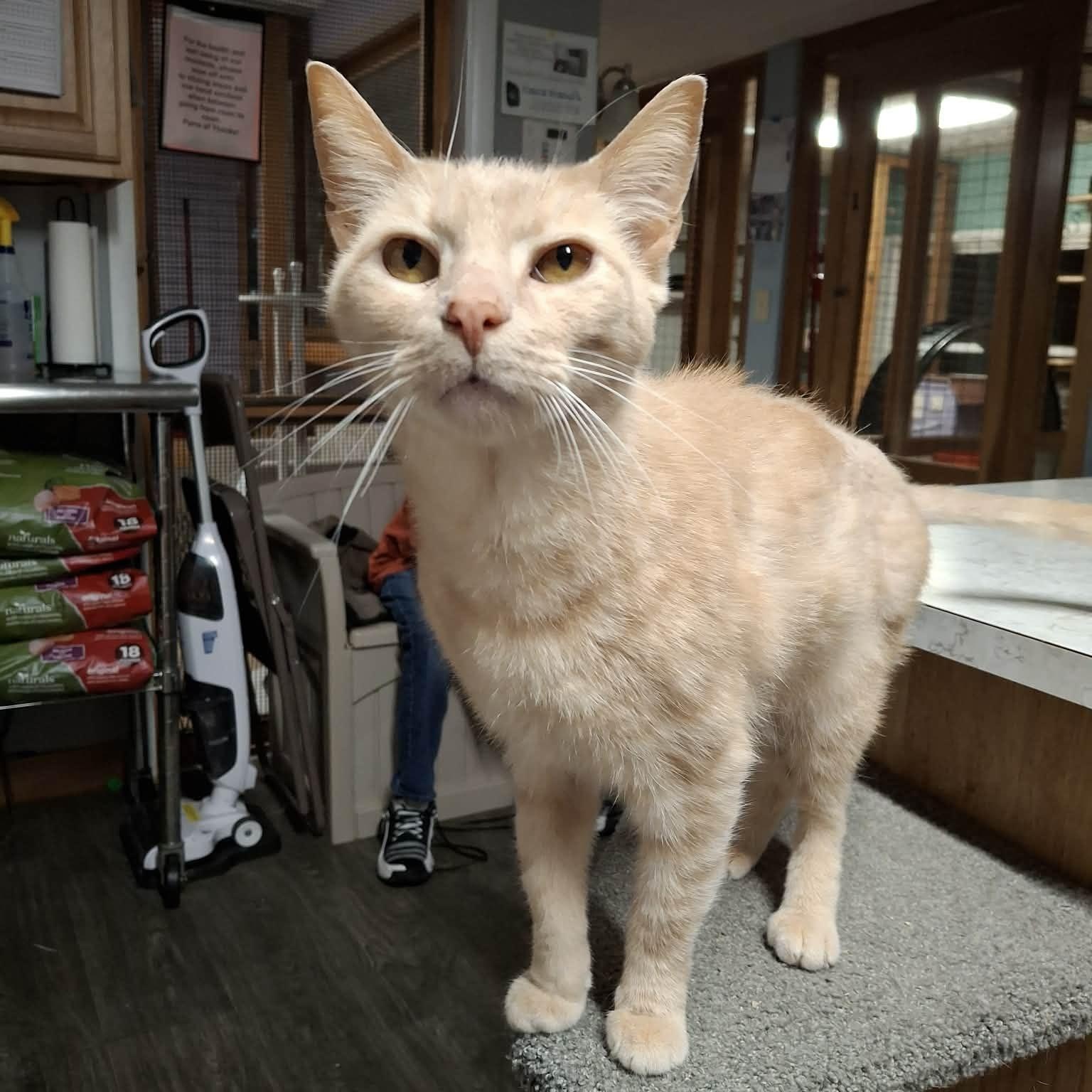 Enlarge Simba, an adoptable Tabby in Shippenville, PA image 6/6