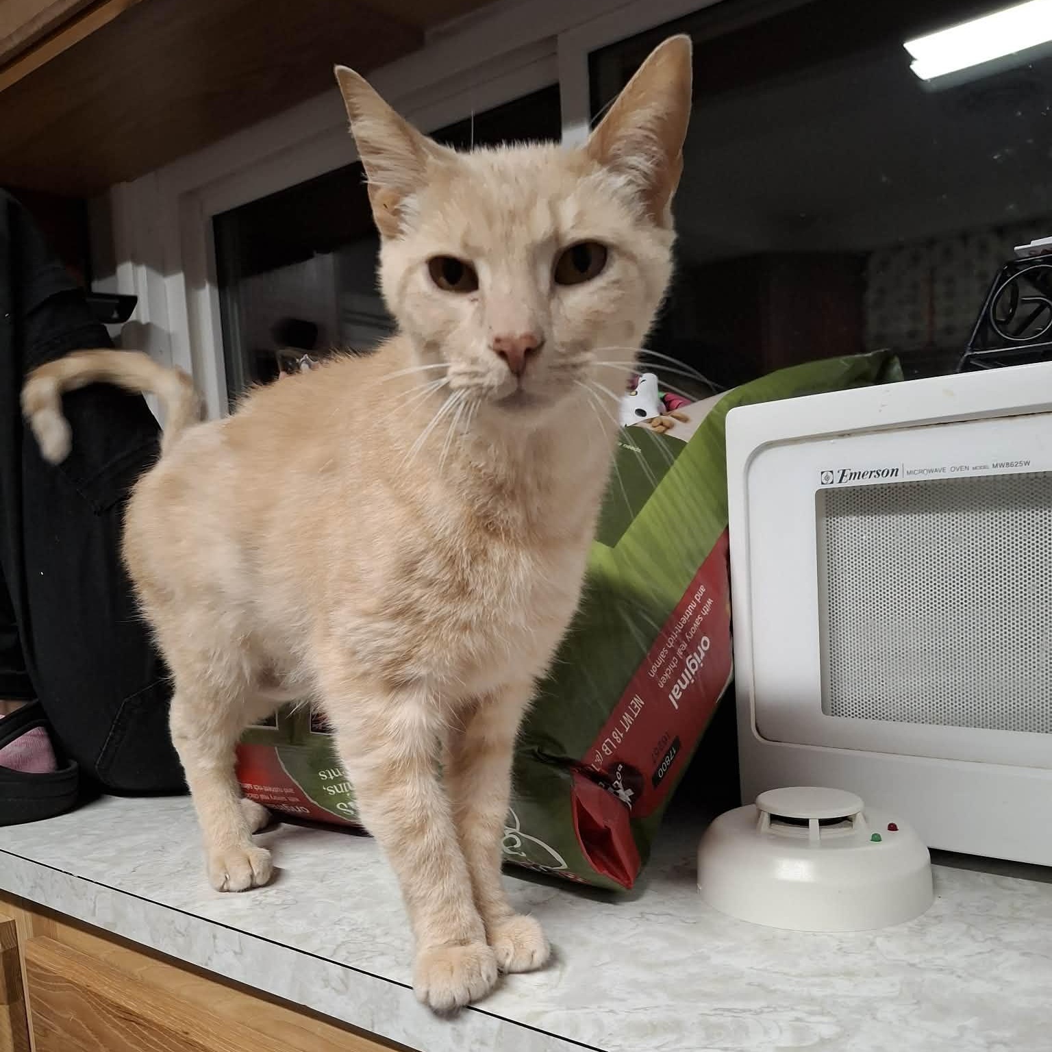 Enlarge Simba, an adoptable Tabby in Shippenville, PA image 3/6