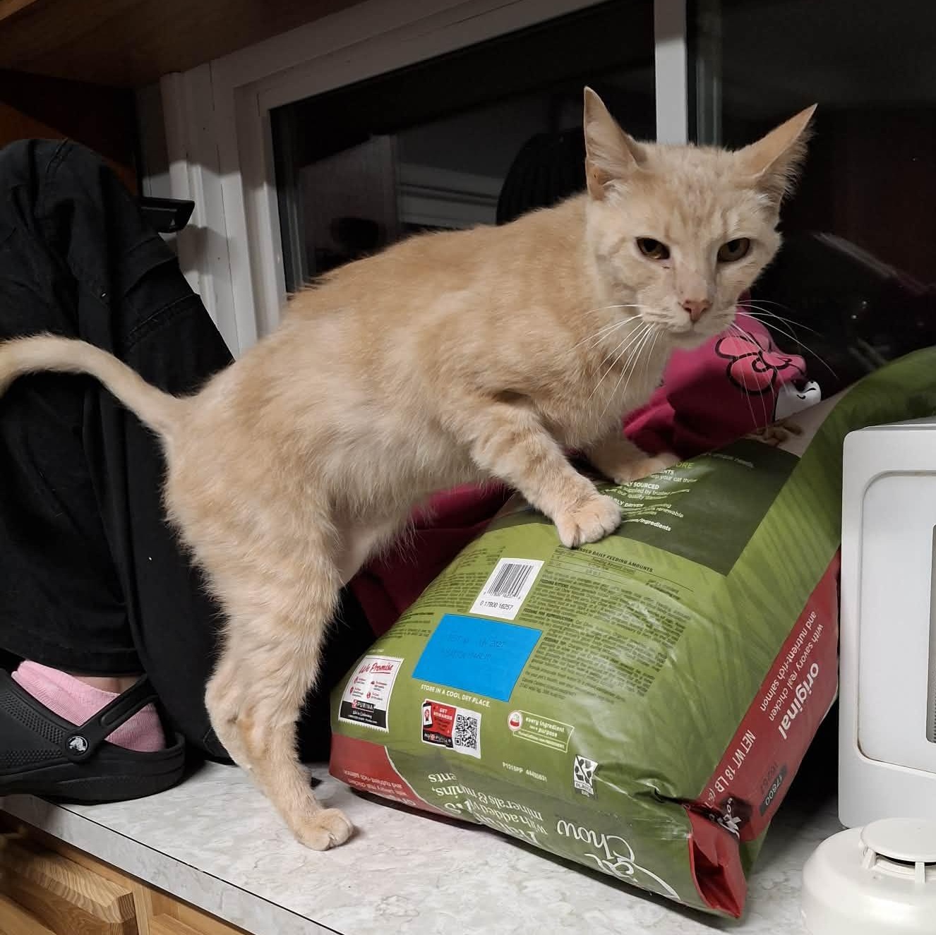 Enlarge Simba, an adoptable Tabby in Shippenville, PA image 4/6