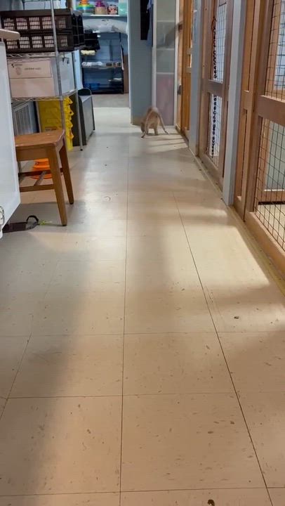 Enlarge Simba, an adoptable Tabby in Shippenville, PA video 6/6