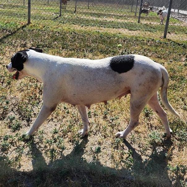 Mariyha, Adoptable, Adult Female Terrier & Mixed Breed.