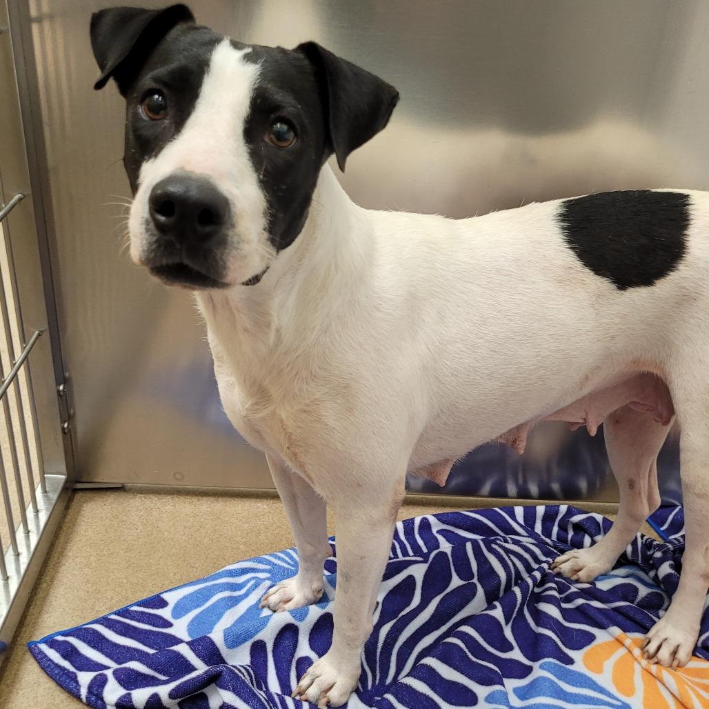 Enlarge Mariyha, a Adoptable mixed breed in Corpus Christi, TX image 2/6